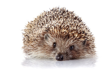 Prickly hedgehog on a white background