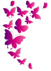 Plakat butterfly,butterflies
