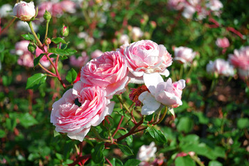 Pink rose