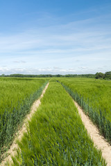 Obraz premium Fahrzeugspuren im grünen Getreidefeld