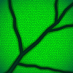 organic background with macro leaf of the tree