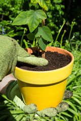 Planting a seedling in a yellow pot