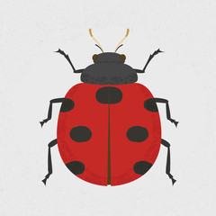 Lady Bug , eps10 vector format