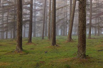 European larch forest