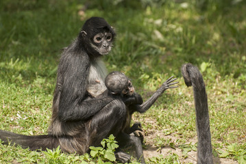 Black -handed spider monkey