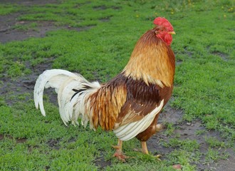 Rooster