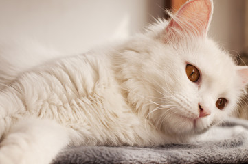 Adorable white Persian cat