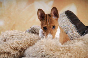 Basenji 