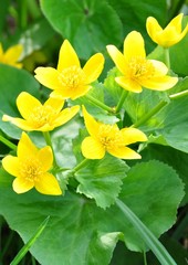 Marsh marigold