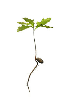 Junger Baum
