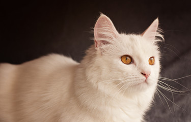 Adorable white Persian cat