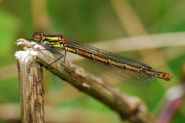 Large red damselfly female