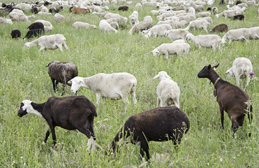 Fototapeta premium Goats in meadow