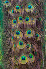 Fototapeta premium Pfauenaugen
