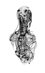 Cyborg, robot, Androide volto, 3d, informatica, computer