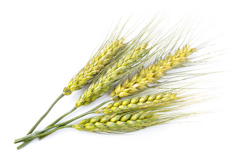 wheat isolated