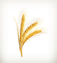 Ears of wheat