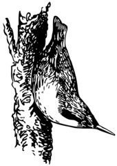 Bird Eurasian Nuthatch on the tree