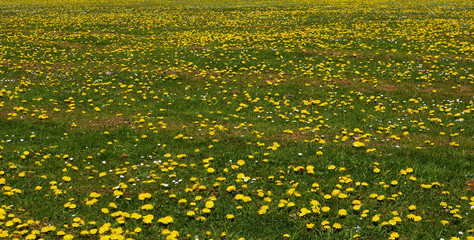 Obraz premium Prairie aux pissenlits.
