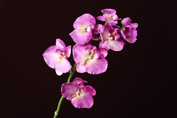 Fototapeta na wymiar Artificial orchid on a black background