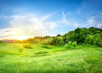 Field near and forest