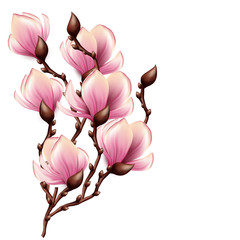 Magnolia branch isolated