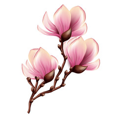 Magnolia branch isolated