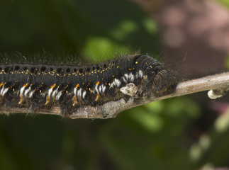 Caterpillar  Issoria lathonia.