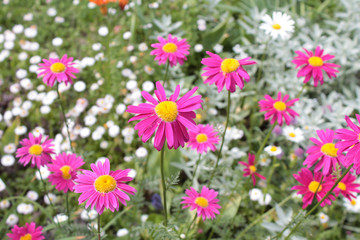 Fototapeta premium Pink pyrethrum (Pyrethrum coccineum)