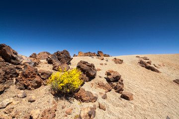 Teide National Park, Tenerife, Canary Islands, Spain