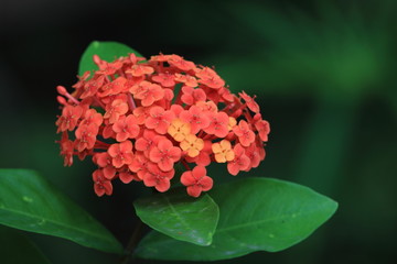 Blumen im AmazonasDschungel