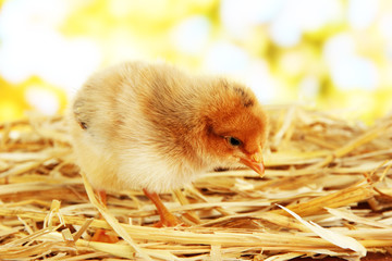Little chicken on straw on bright background