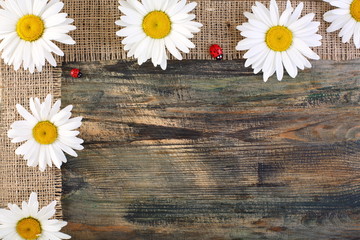 Obraz premium Daisies on the tape of burlap.