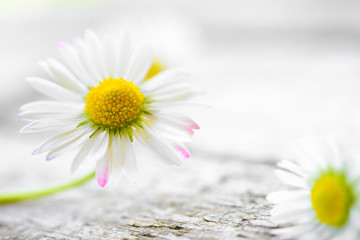 Flower Background