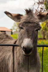 Funny mule in a Field in sunny day