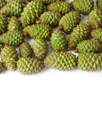 Green pine cones isolated on white