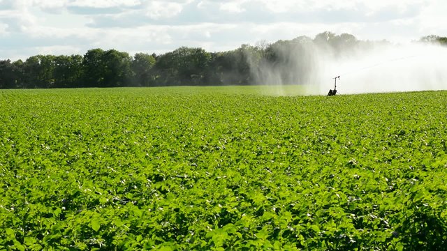 Feld wird automatisch bew&auml;ssert
