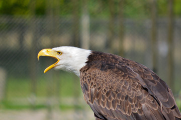 eagle head