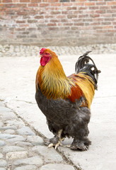 Cockerel