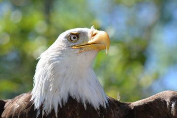 eagle head