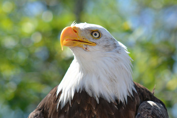 eagle head