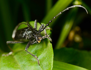 Macro beetle of family Cerambycidae