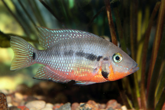 Firemouth cichlid (Thorichthys meeki)