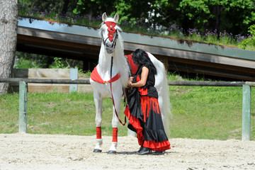 spectacle équestre