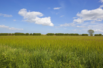 young barley field