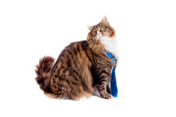 Maine Coon Cat On White