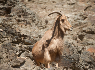 Barbary sheep