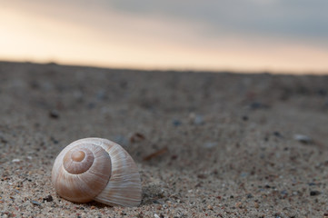 Ein Schneckenhaus in der Abenddämmerung am Strand