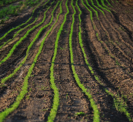 Green lines in a field