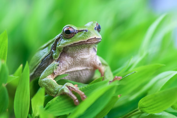 tree_frog